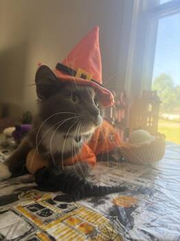 Pippa -  Domestic Medium Hair Cat for Adoption in Wheaton, Illinois - Pippa | PetCurious