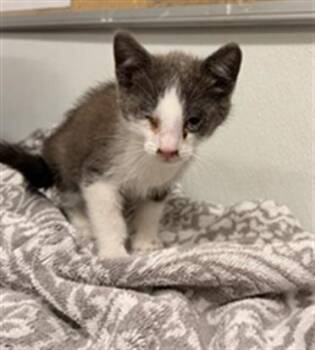 AFFOGATO -  Domestic Short Hair Cat for Adoption in Camarillo, California - AFFOGATO | PetCurious