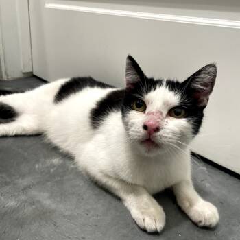 Rescue Domestic Short Hair Cats for Adoption in Long Beach, California - Toothless | PetCurious