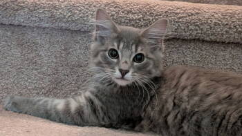 Rescue Tabby and Domestic Medium Hair Cats for Adoption in Garner, North Carolina - Wisp | PetCurious