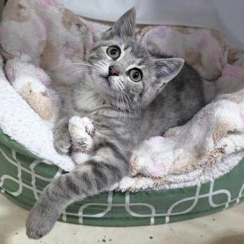 Rescue Domestic Short Hair Cats for Adoption in Michigan City, Indiana - Rosie | PetCurious