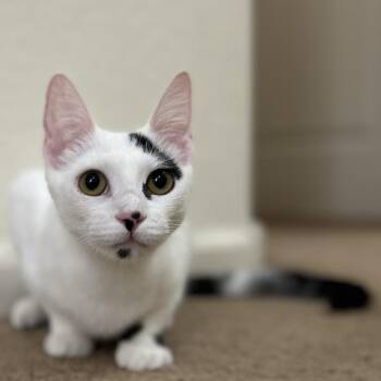 Domestic Short Hair Cats Available for Adoption in Chandler, Arizona - Bessie Mcmoo Bonded To Bertie Mcmoo | PetCurious