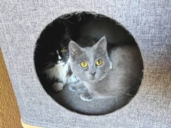 AMORE - Bonded with Amici -  Domestic Short Hair Cat for Adoption in Fremont, California - AMORE - Bonded With Amici | PetCurious
