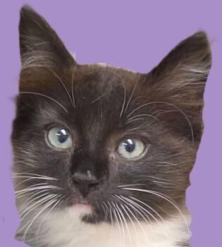 Foxy -  Domestic Long Hair Cat for Adoption in Savannah, Georgia - Foxy | PetCurious
