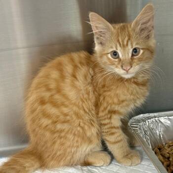 Domestic Medium Hair and Maine Coon Cats Available for Adoption in Pompano Beach, Florida - Sweet Potato | PetCurious