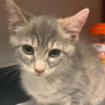 Amelie -  Domestic Short Hair Cat for Adoption in Chattanooga, Tennessee - Amelie | PetCurious
