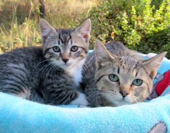 Rescue Tabby Cats for Adoption in Newport, Washington - Sean & Serena Lovable Kittens! | PetCurious