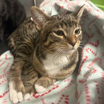 Domestic Short Hair Cats Available for Adoption in Spokane, Washington - Link | PetCurious