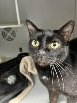 Morticia -  Domestic Short Hair Cat for Adoption in Dayton, Minnesota - Morticia | PetCurious
