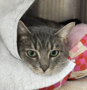 Kingsley -  Domestic Short Hair Cat for Adoption in Westland, Michigan - Kingsley | PetCurious
