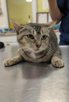 Angelica -  Abyssinian Cat for Adoption in Herndon, Virginia - Angelica | PetCurious