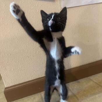 Athena -  Domestic Short Hair Cat for Adoption in Springfield, Missouri - Athena | PetCurious