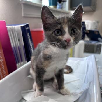 Bae-Bae -  Domestic Short Hair Cat for Adoption in Morganton, North Carolina - Bae-Bae | PetCurious
