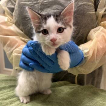 Pineapple -  Domestic Short Hair Cat for Adoption in Murray, Utah - Pineapple | PetCurious