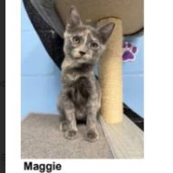 Maggie -  Domestic Short Hair Cat for Adoption in Tallahassee, Florida - Maggie | PetCurious