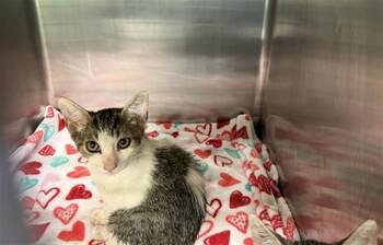 SASSY -  Domestic Short Hair Cat for Adoption in Grand Prairie, Texas - SASSY | PetCurious