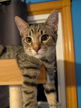 Bodhi -  Domestic Short Hair Cat for Adoption in Hudsonville, Michigan - Bodhi | PetCurious