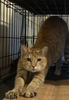 Rescue Domestic Short Hair Cats for Adoption in Beaverton, Oregon - Callie | PetCurious