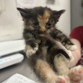 Lauren -  Domestic Short Hair Cat for Adoption in Charleston, West Virginia - Lauren | PetCurious
