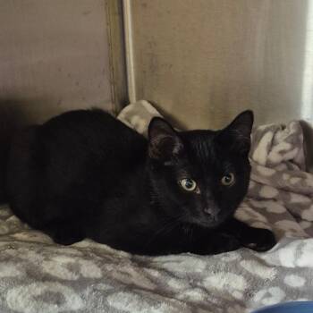 Pepper -  Domestic Short Hair Cat for Adoption in Kingman, Kansas - Pepper | PetCurious