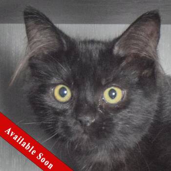 Bombay and Domestic Medium Hair Cats Available for Adoption in Huntley, Illinois - Kauai | PetCurious