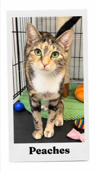 Peaches -  Domestic Short Hair Cat for Adoption in Caistor Centre, Ontario - Peaches | PetCurious