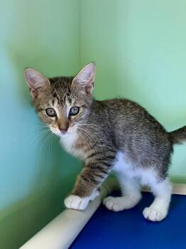 Isaiah -  Domestic Short Hair Cat for Adoption in Emerald Isle, North Carolina - Isaiah | PetCurious