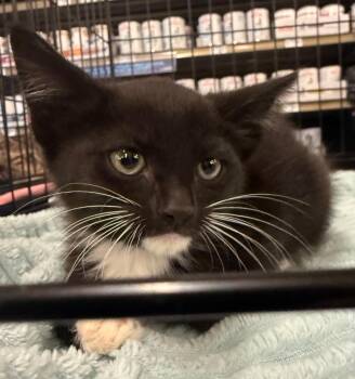 Tux -  Domestic Short Hair Cat for Adoption in Evans, Georgia - Tux | PetCurious