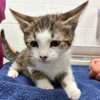 Bradley -  Domestic Short Hair Cat for Adoption in Corpus Christi, Texas - Bradley | PetCurious