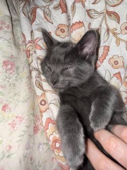 Teller -  Domestic Short Hair Cat for Adoption - Teller | PetCurious