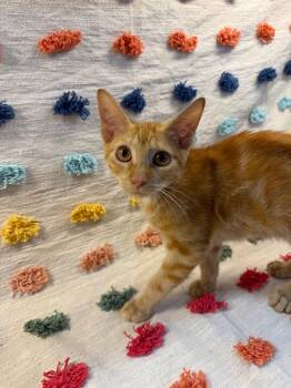 Rusty PA -  Domestic Short Hair Cat for Adoption in Denham Springs, Louisiana - Rusty PA | PetCurious
