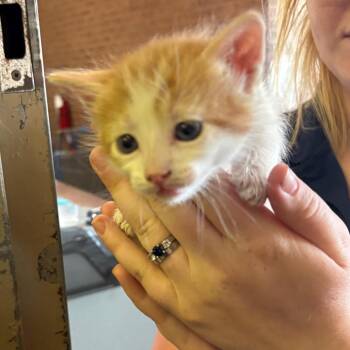 Dothan -  Domestic Medium Hair Cat for Adoption in Birmingham, Alabama - Dothan | PetCurious