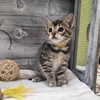 Taffy -  Domestic Short Hair Cat for Adoption in Lynchburg, Virginia - Taffy | PetCurious