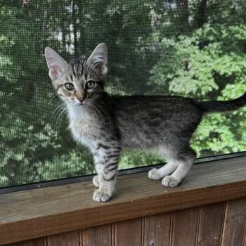 Spex -  Domestic Short Hair Cat for Adoption in Chattanooga, Tennessee - Spex | PetCurious