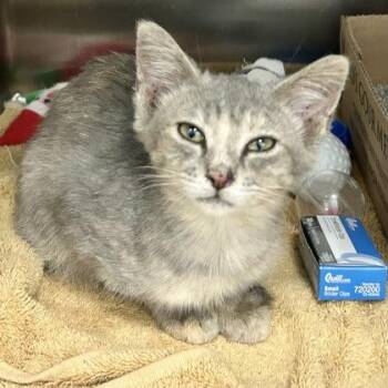 Muffin -  Domestic Short Hair Cat for Adoption in Lansing, Michigan - Muffin | PetCurious