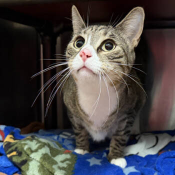 Rescue Domestic Short Hair Cats for Adoption in Voorhees Township, New Jersey - Lenny | PetCurious