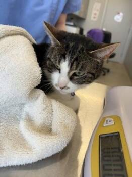 Domestic Short Hair Cats Available for Adoption in Lafayette, Indiana - Viola | PetCurious