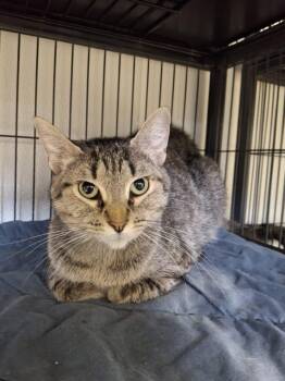 MAY -  Domestic Short Hair Cat for Adoption in Ironwood, Michigan - MAY | PetCurious
