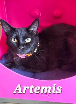 Artemis -  Domestic Short Hair Cat for Adoption in Sidney, Ohio - Artemis | PetCurious