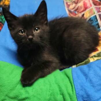 Severus -  Domestic Short Hair Cat Available for Adoption in Pasco, Washington - Severus | PetCurious