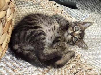 Tadpole -  Domestic Long Hair Cat for Adoption in Salt Lake City, Utah - Tadpole | PetCurious