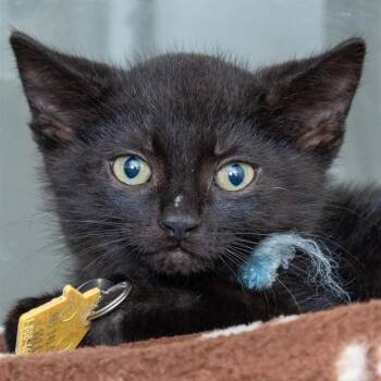 CAJUN -  Domestic Short Hair Cat for Adoption in St. Louis, Missouri - CAJUN | PetCurious