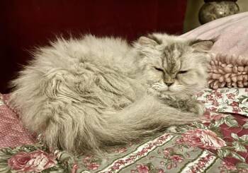 Luna -  Ragdoll Cat for Adoption in Ennis, Texas - Luna | PetCurious