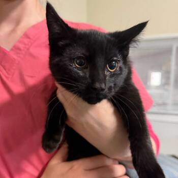Domestic Short Hair Cats Available for Adoption in Enfield, New Hampshire - Minnow | PetCurious