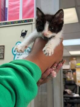 Baxter -  Domestic Short Hair Cat for Adoption in Pomona, New York - Baxter | PetCurious
