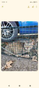Shutt #15 -  Domestic Short Hair Cat for Adoption in Cromwell, Kentucky - Shutt #15 | PetCurious