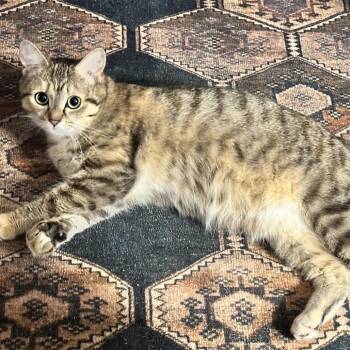 Marigold -  Domestic Short Hair Cat for Adoption in Gloucester, Virginia - Marigold | PetCurious