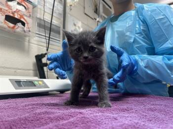 Rescue Domestic Short Hair Cats for Adoption in Raleigh, North Carolina - AORTA | PetCurious