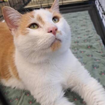 Domestic Short Hair Cats Available for Adoption in Buffalo, New York - Sabretooth | PetCurious