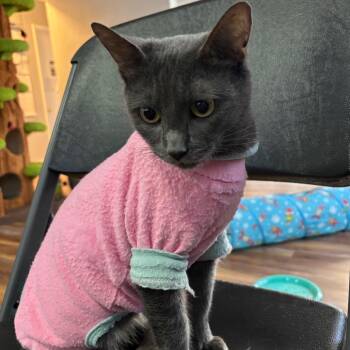 Ashley -  Domestic Short Hair Cat for Adoption in Midland, Texas - Ashley | PetCurious